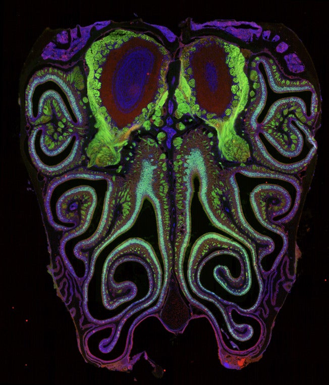 A microscope photo of a cross section of a mouse nose. The mouse was genetically modified to express green fluorescent protein in smell neurons. A small subset of dying neurons is labeled in red.