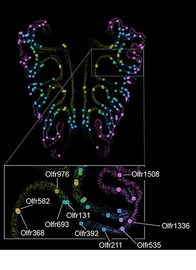 A map of the thousand types of smell receptors in the olfactory tissue of a mouse nose, labeled by a color gradient. The bottom inset shows the precise spatial positions of a tagged subset of receptors.