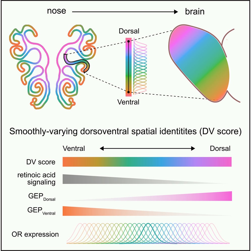 Graphical abstract. Spatial order in the olfactory system, therefore, arises from a continuously varying transcriptional code that precisely organizes the many discrete channels responsible for smell. 
