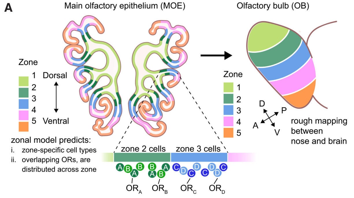 Schematic depicting the zonal model for OR choice.