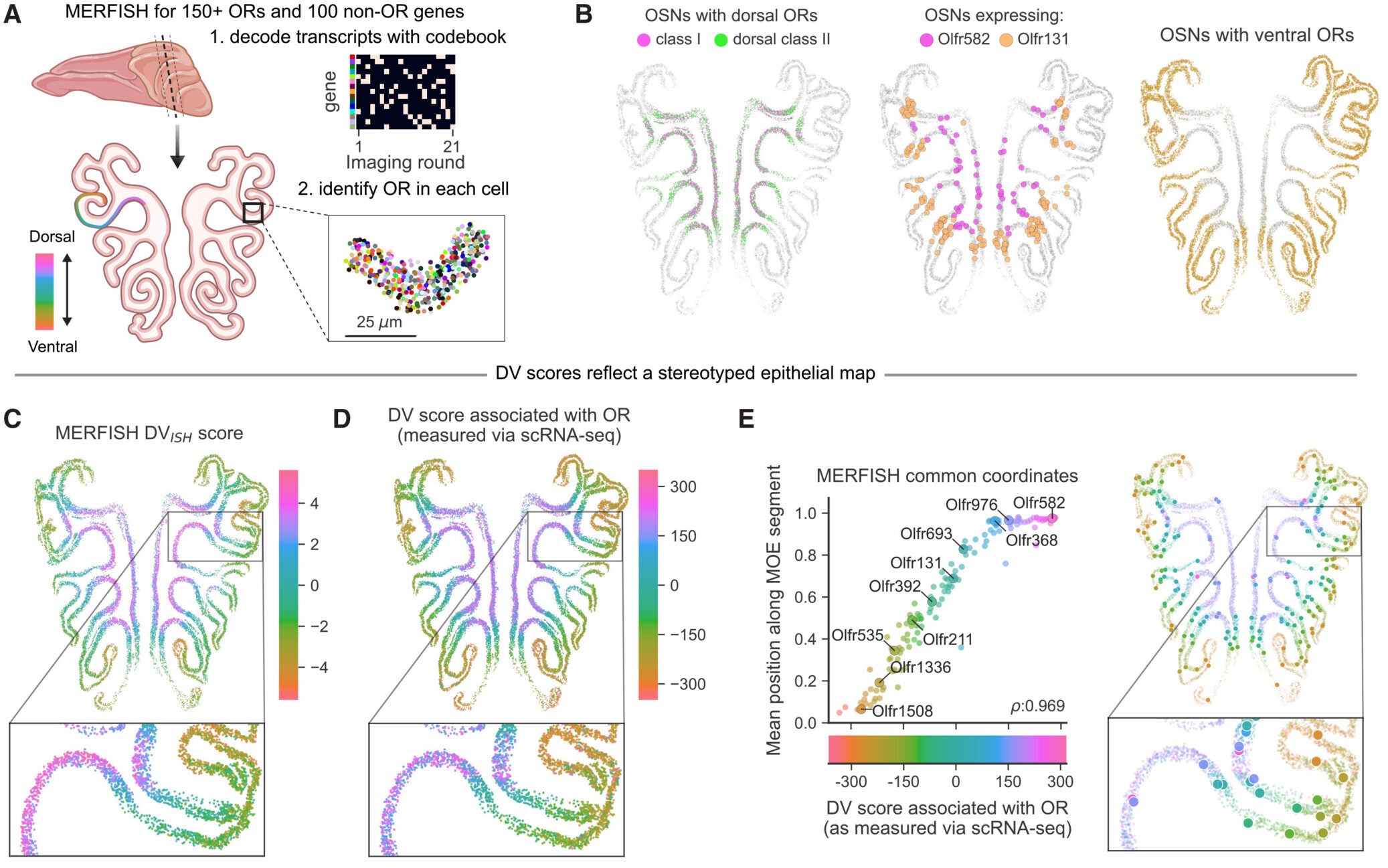 Schematic depicting multiplexed detection of ORs and non-OR genes (including DV genes) in the MOE via MERFISH, with the DV axis colored along an example epithelial segment.