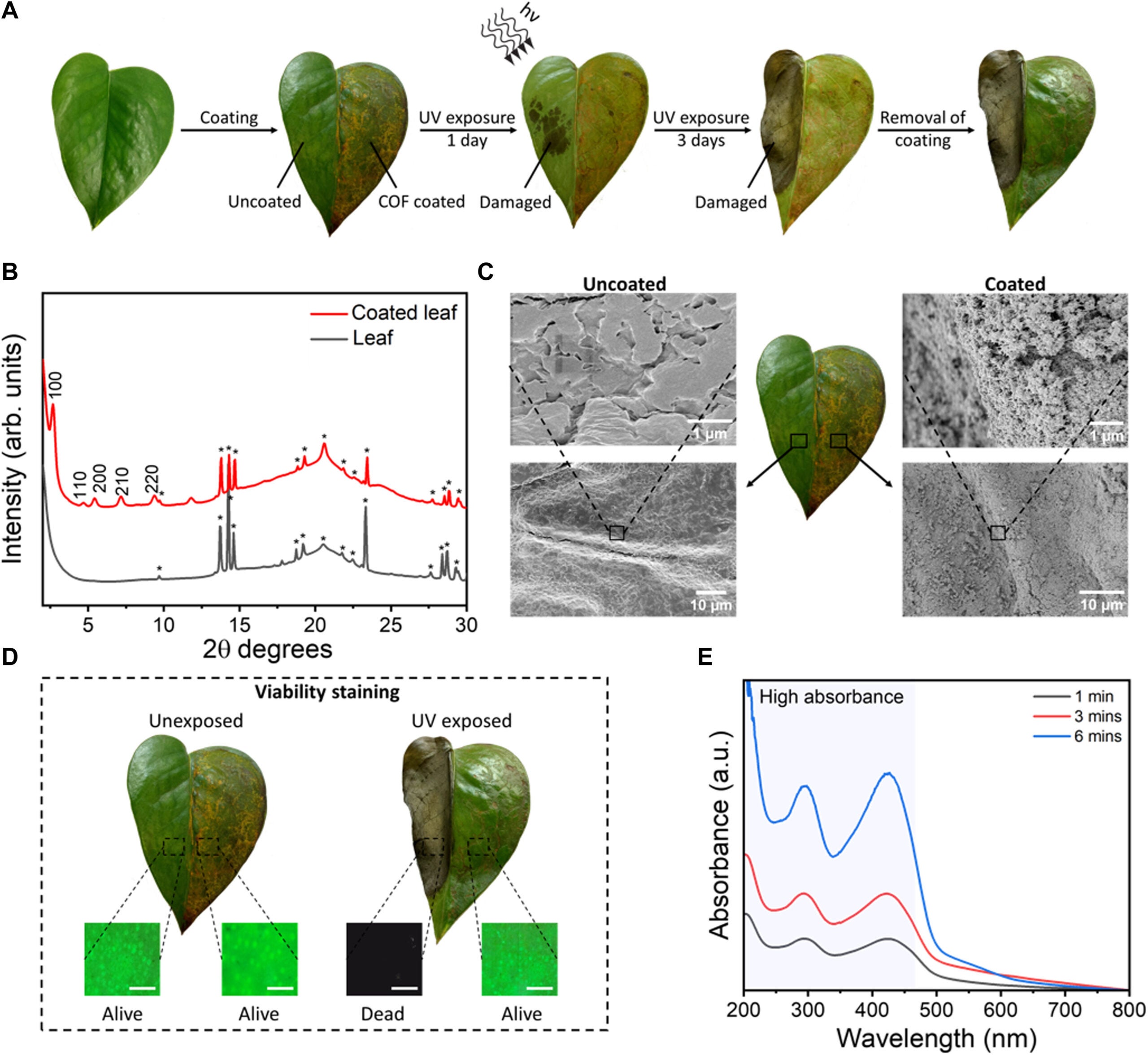 UV shielding of plant leaves.
