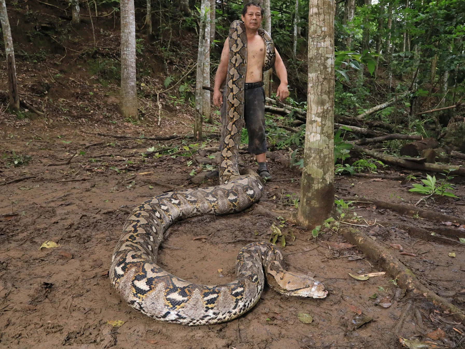 The female python was found on the volcanic island of Sulawesi, Indonesia