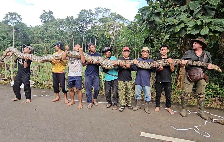 A giant python in Indonesia now holds a world record, but her survival may matter more than her size.