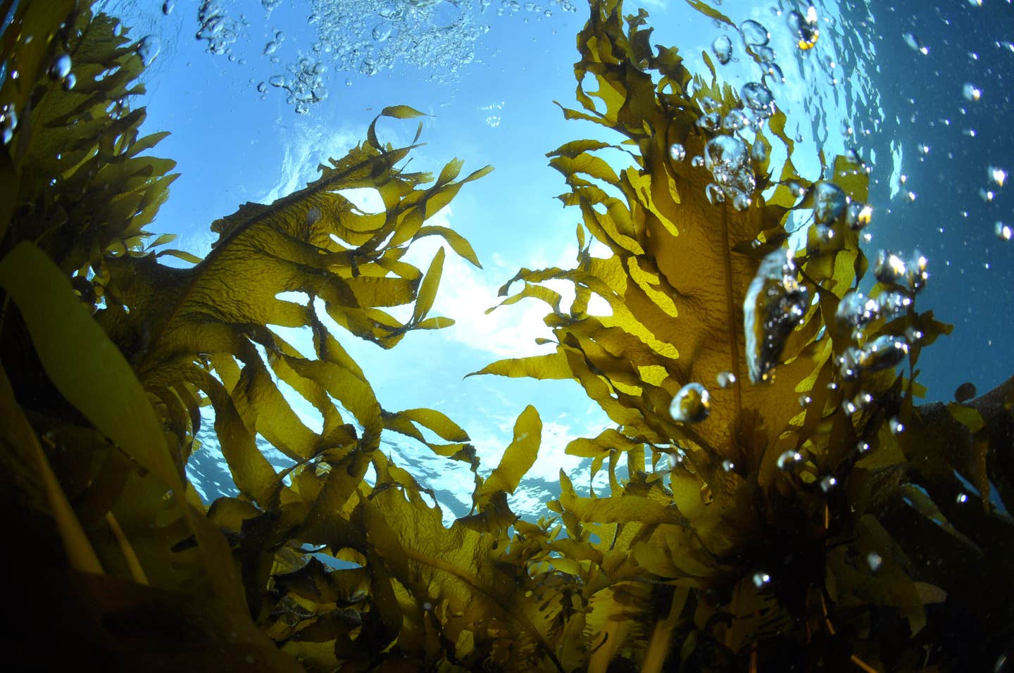 New research shows fucoidan from brown seaweed may block norovirus by forming a protective shield against infection.