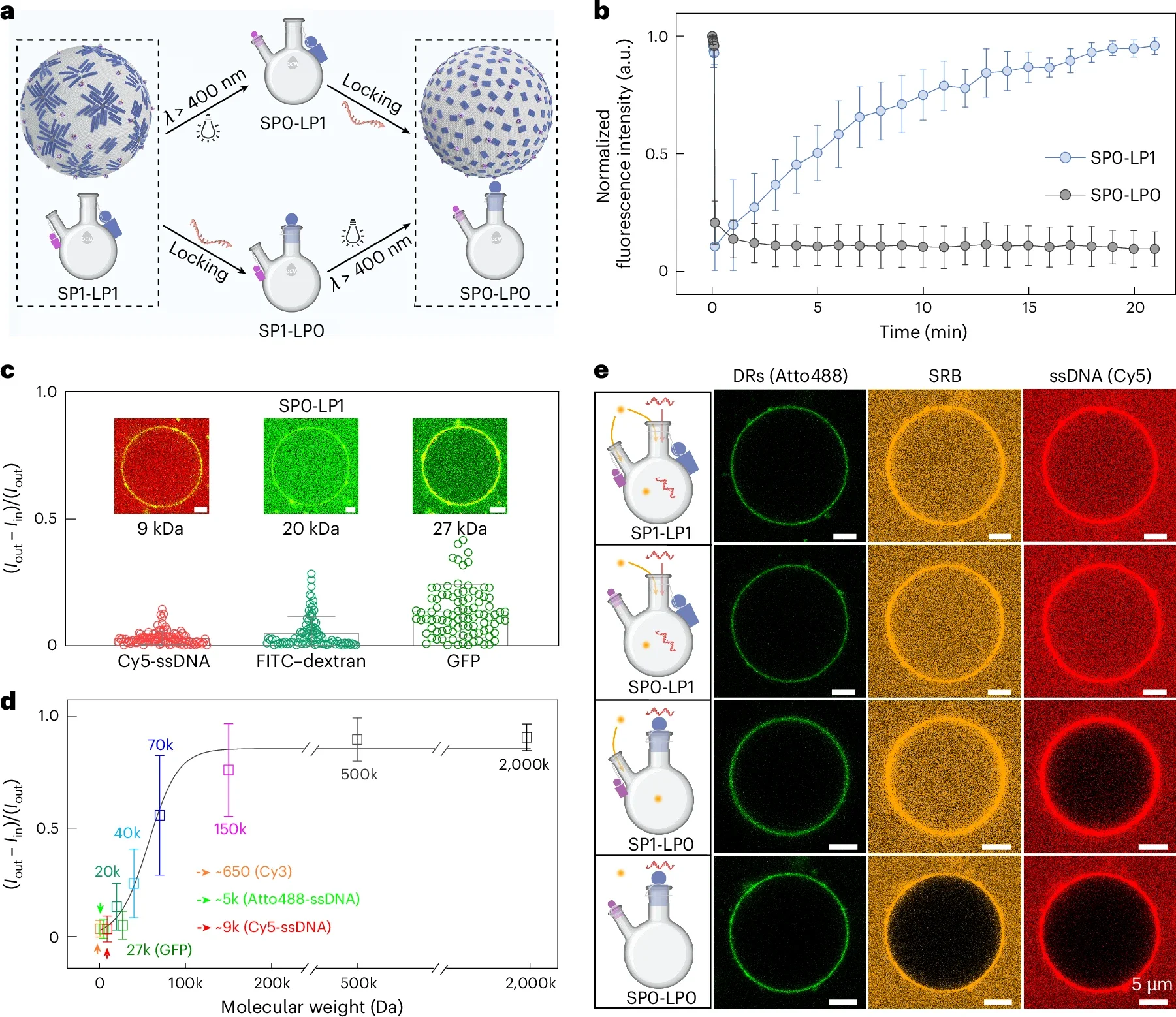 Dynamic control over the DCM permeability.