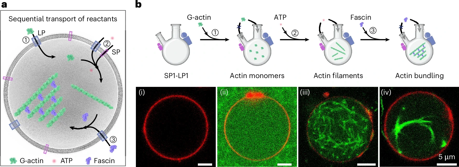 Actin polymerization and bundling within the DCM.