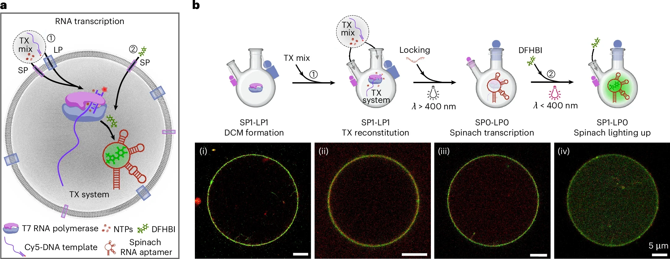 Spatiotemporally controlled cell-free RNA transcription within the DCM.