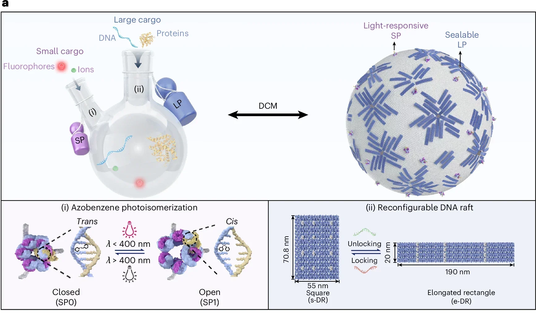 A schematic of the DCM, where two dynamic, DNA-based pores synergistically facilitate molecular transport across the GUV membrane with high spatiotemporal control. One neck is represented by light-responsive SPs. The SP featuring an azobenzene-modified lid strand switches between open and closed states via azobenzene photoisomerization under UV and visible light, respectively. The other neck is represented by sealable LPs, formed through the self-arrangement of reconfigurable DRs on the GUV membrane