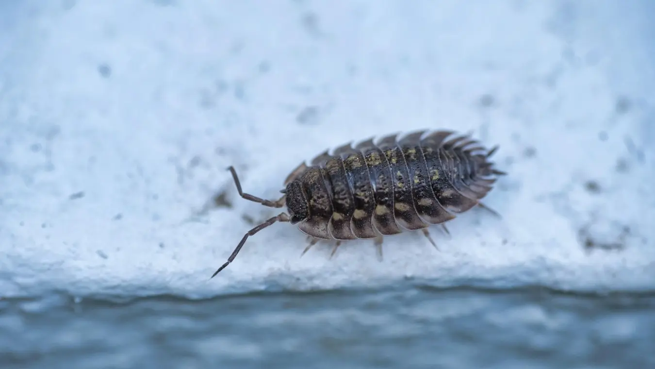 A woodlouse or roly-poly? 