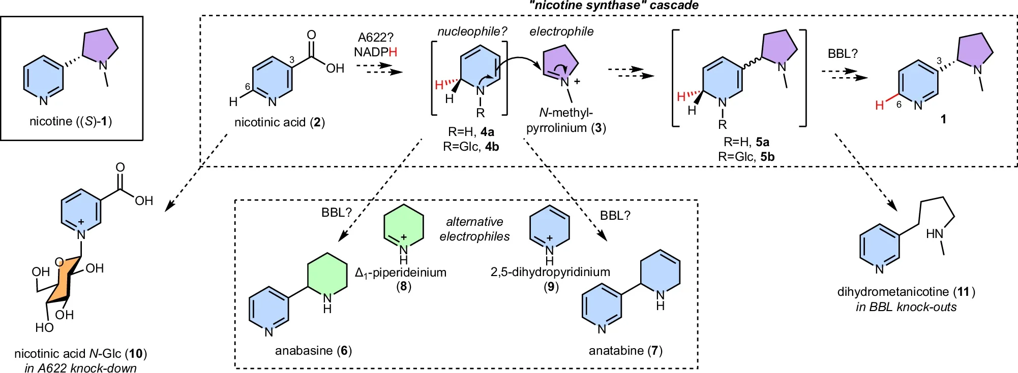 Proposed biosynthesis of nicotine.