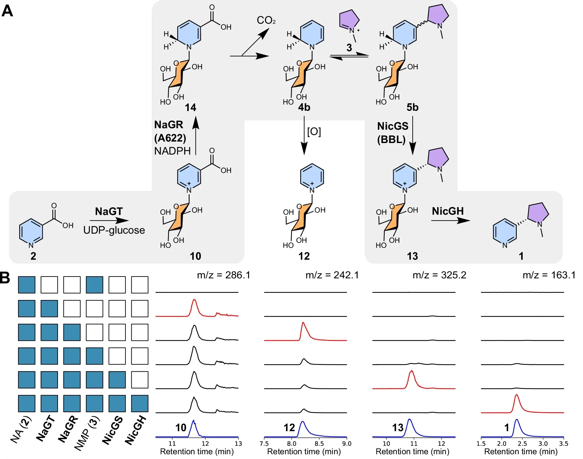 In vitro reconstitution of nicotine biosynthesis.