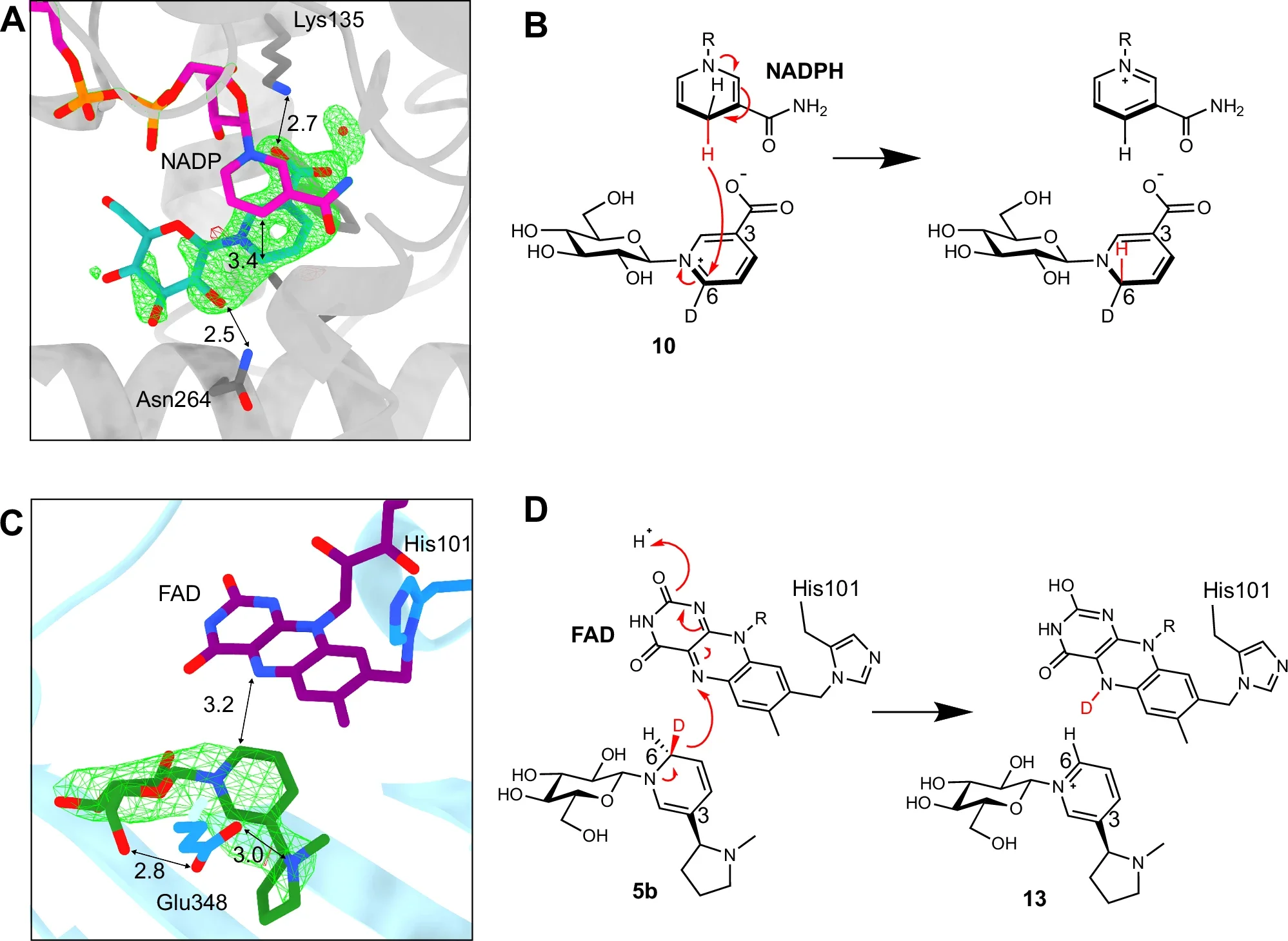 X-ray crystal structures of NaGR (A622) and NicGS (BBLa).