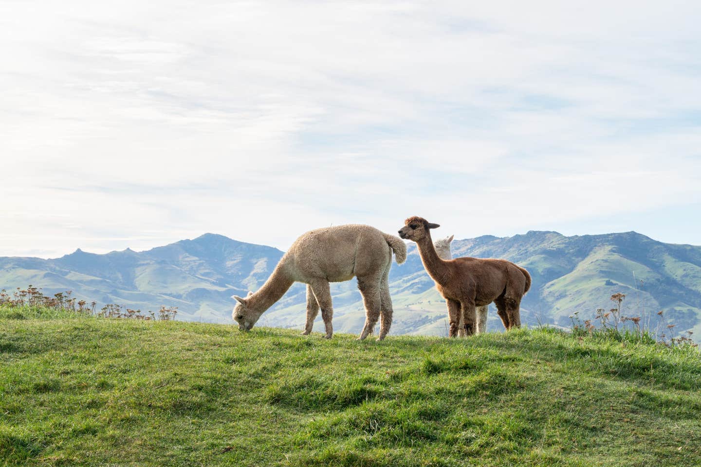 Scientists tracked 37 species and found animals react strongly to human movement, often in unexpected ways.