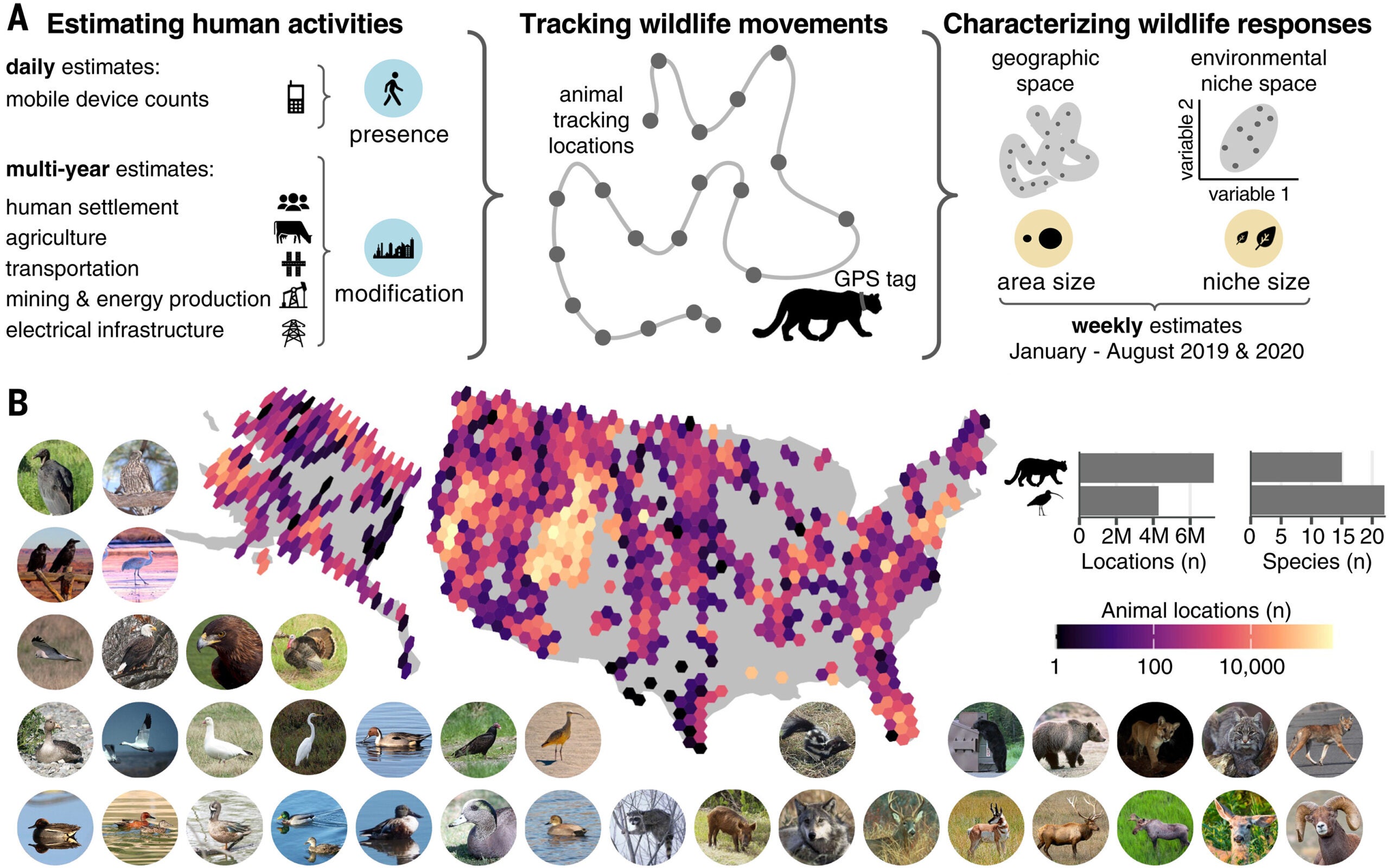 Wildlife responses to the major components of human activity across the United States.