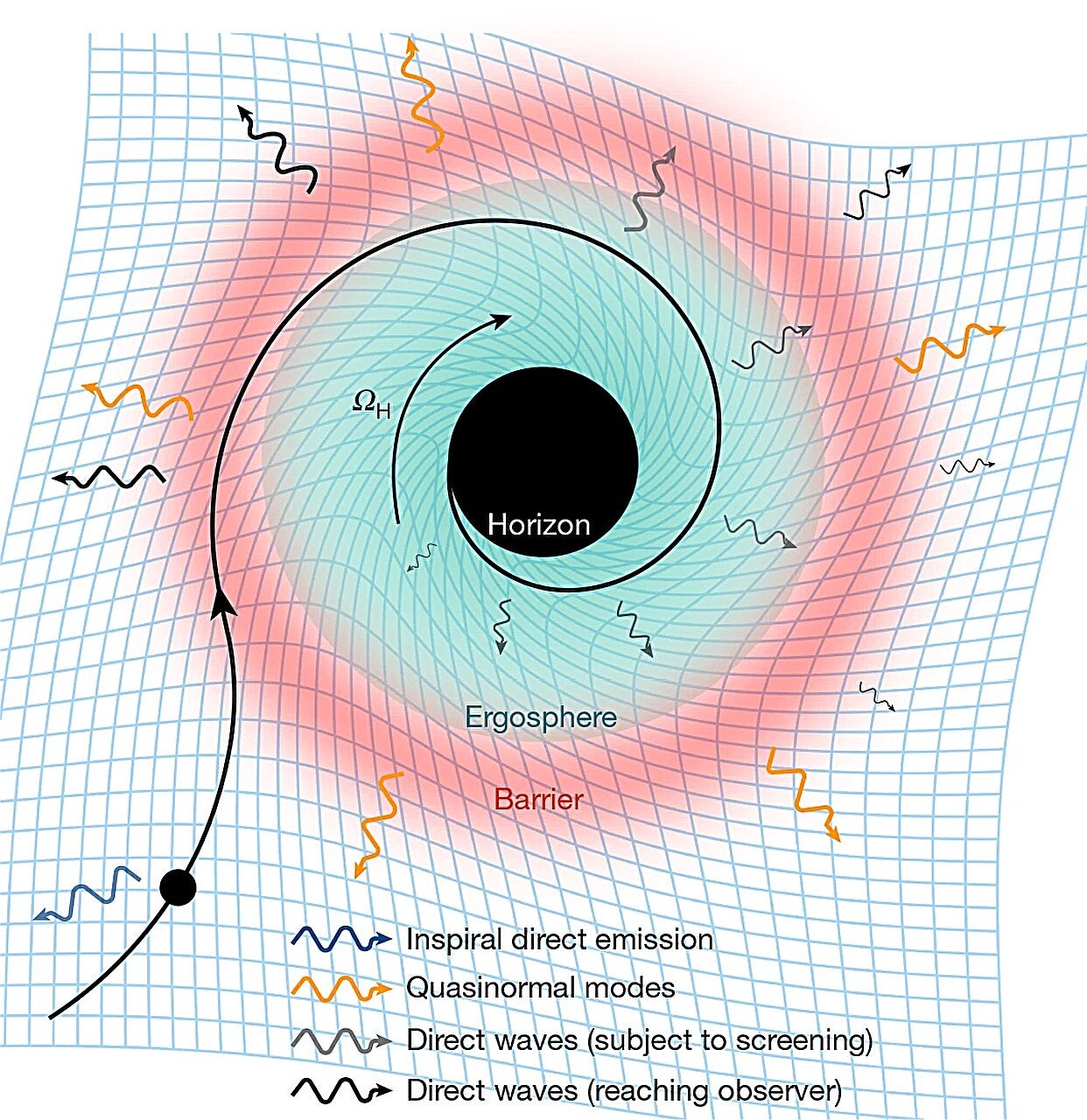 Sketch of the wave emission near the merger stage of a binary black hole coalescence, modeled as a point particle (small filled circle) spiraling into the remnant Kerr black hole, following the widely used Effective One-Body formalism.