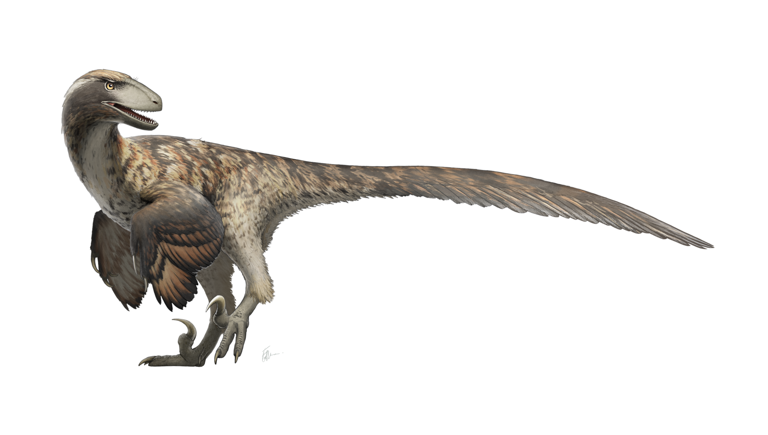 Artistic restoration of Deinonychus antirrhopus