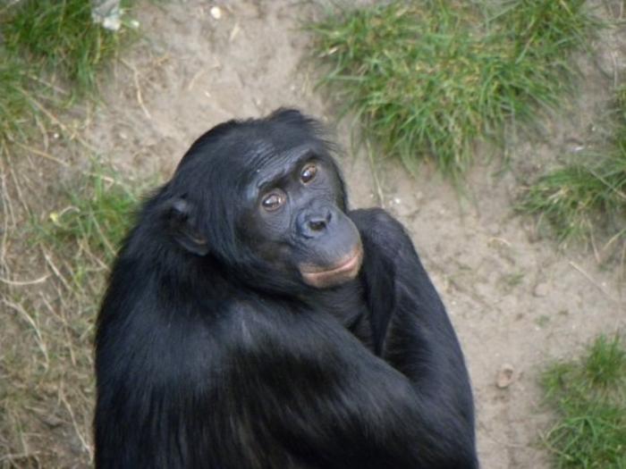 Bonobo smiling.