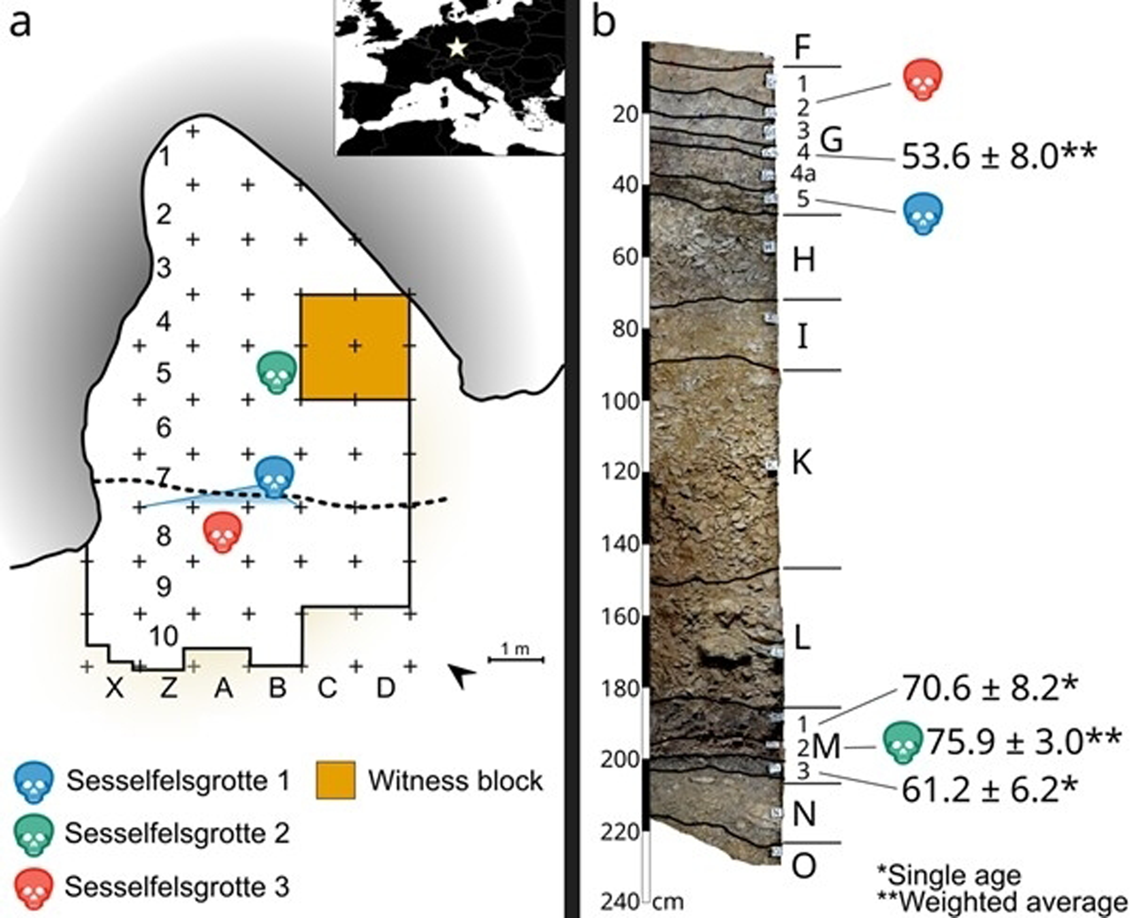 Stratigraphic context of skeletal and dental Neanderthal remains at Sesselfelsgrotte.