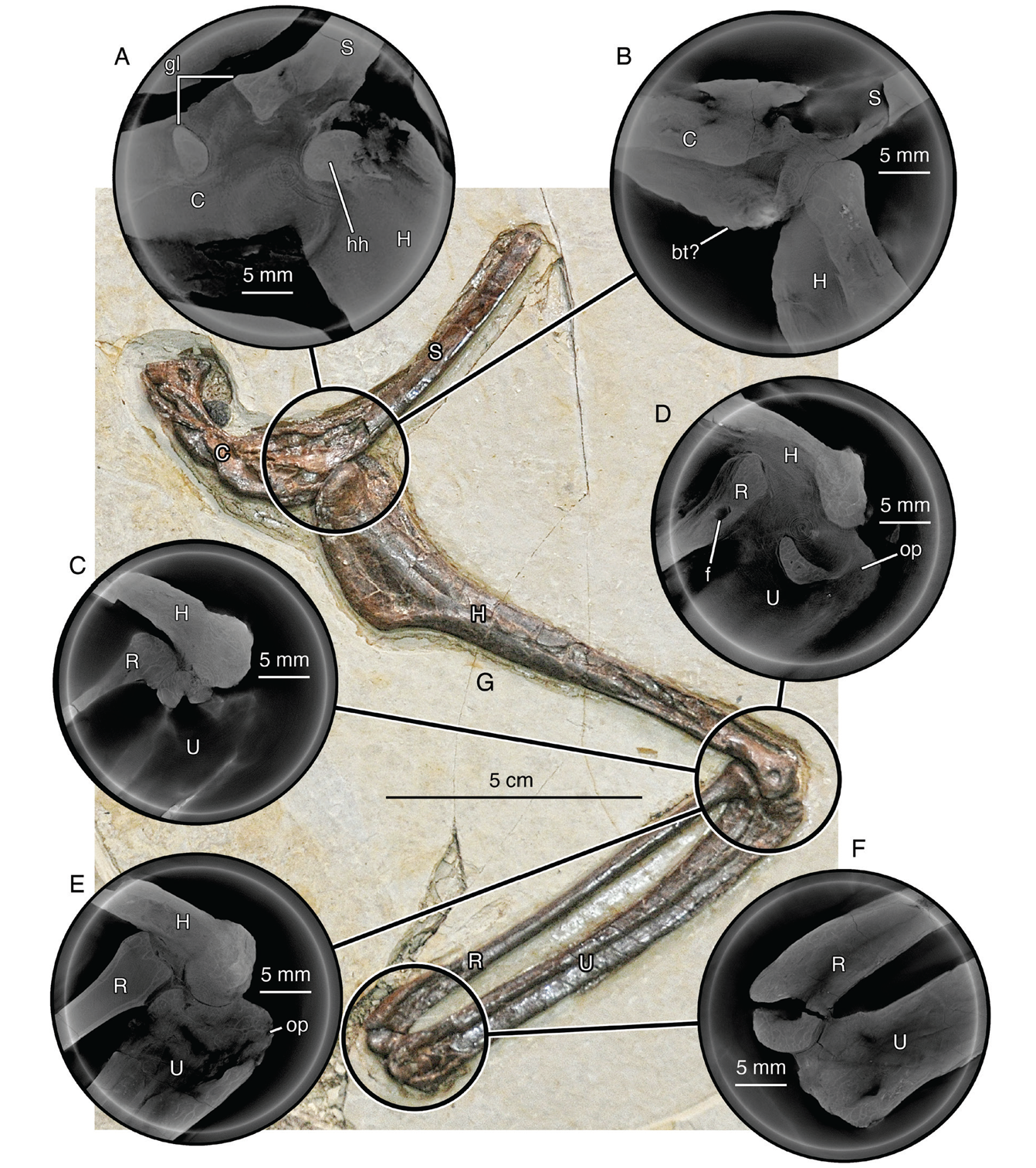 Computed laminography (CL) images of left pectoral girdle and forelimb of Jian changmaensis, gen. et sp. nov. (GSGM-D050). 