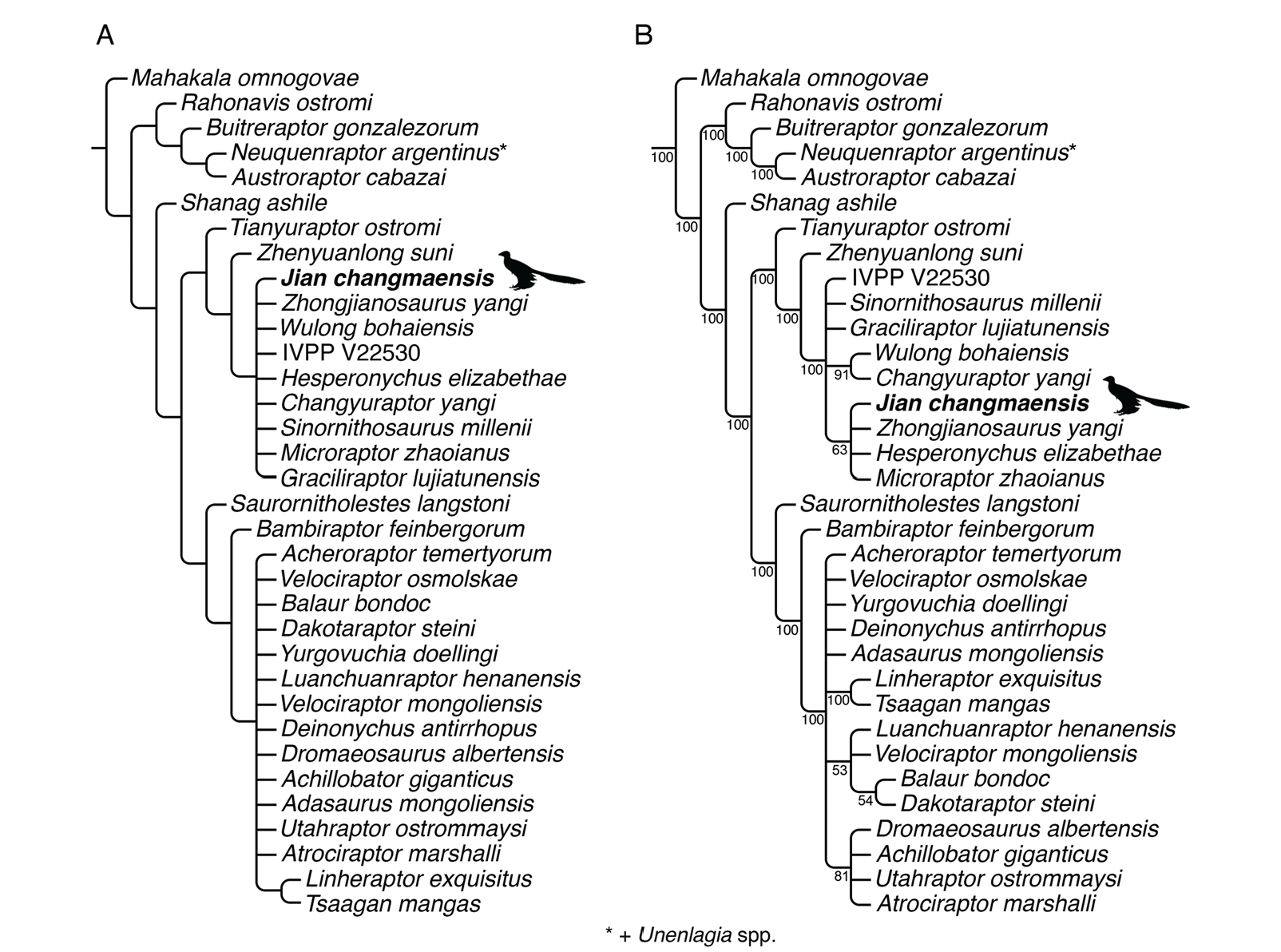 Hypothesized phylogenetic position of Jian changmaensis, gen. et sp. nov. Topology of Dromaeosauridae as represented in the strict (A) and 50% majority-rule (B) consensuses of 810 most parsimonious trees (MPTs) of 3,452 steps recovered by parsimony analysis