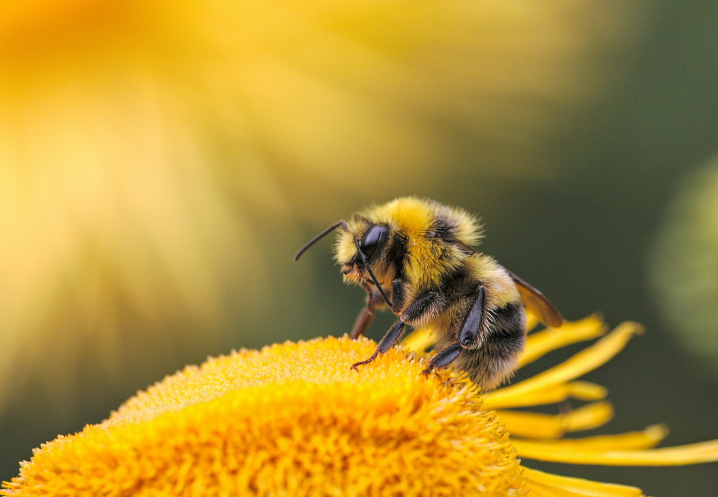 Penn State study finds worker bees help turn larvae into future queens by passing juvenile hormone in food.