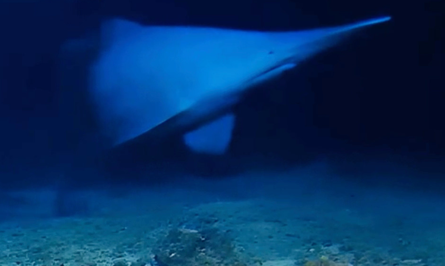 Goblin sharks were filmed alive in the deep ocean for the first time, extending their known range and depth in the Pacific.