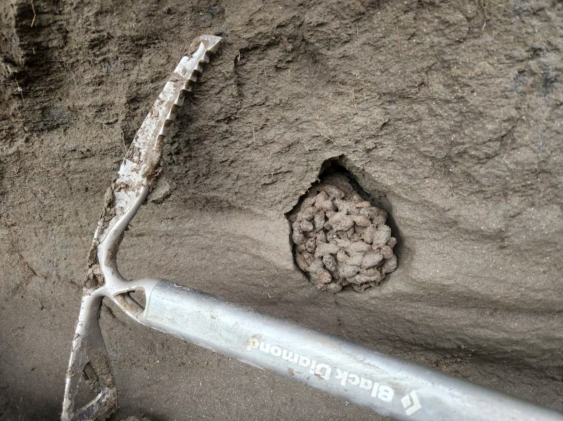 A cluster of ancient Arctic ground squirrel poop is found in permafrost in Hunker Creek, Yukon, in August 2022.