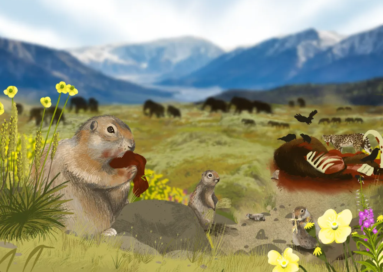 Ancient squirrel droppings reveal 700,000 years of lost ecosystems
