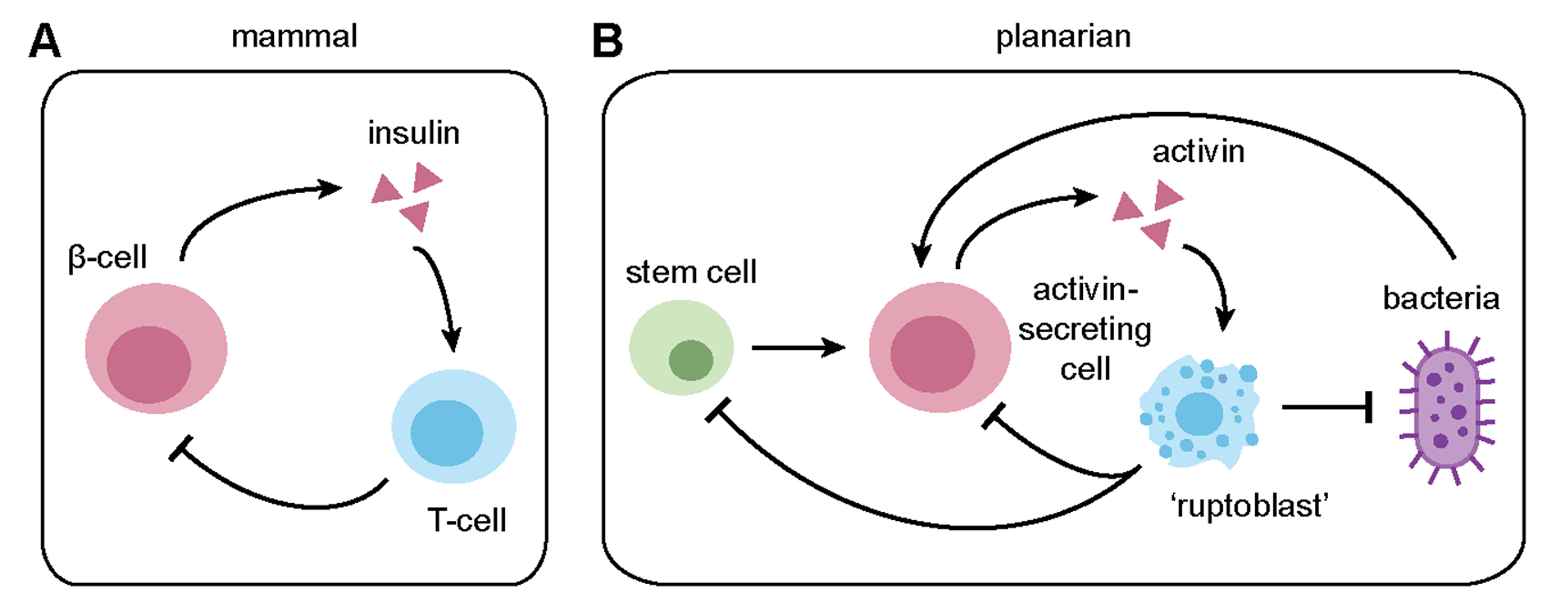 ACT-2 induces inflammatory responses in planarians.