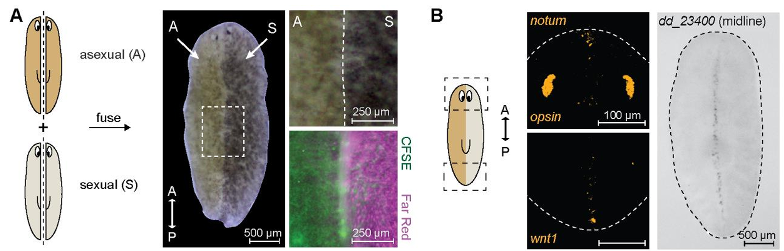 Genetic chimerism induces activin overactivation, resulting in chronic inflammation.
