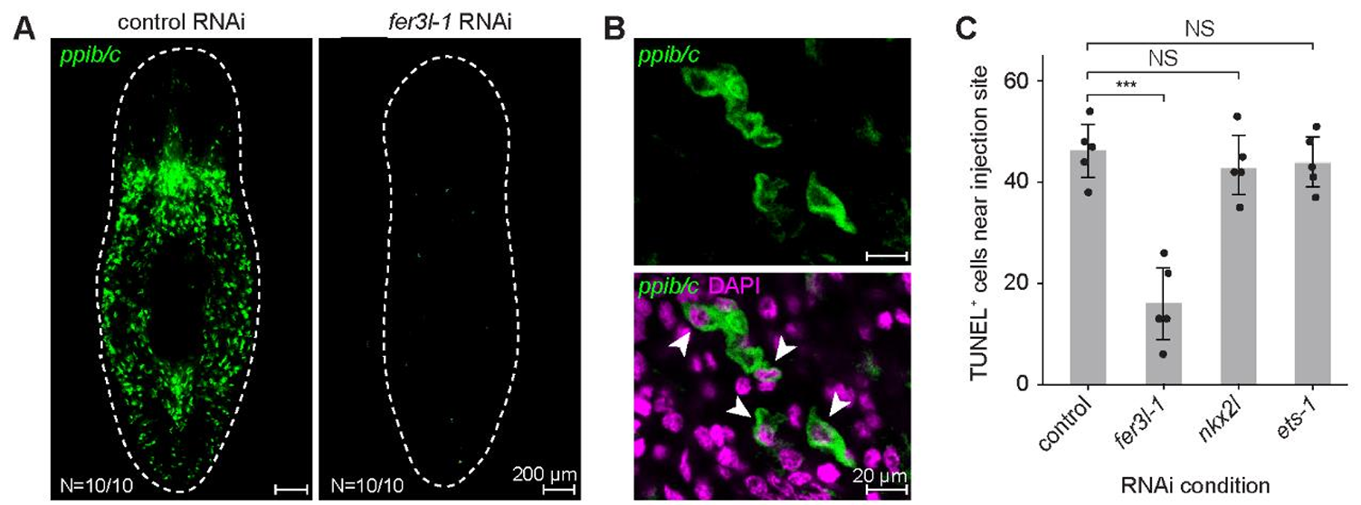 Ruptoblast-mediated cytotoxicity in vivo.
