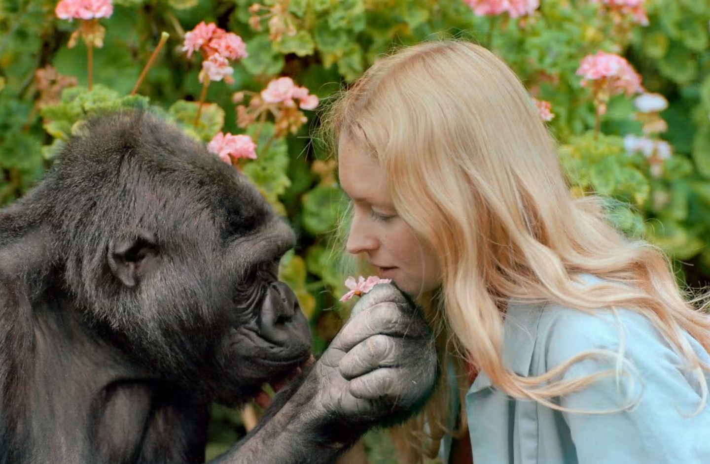Study finds great apes share a laughter rhythm dating back 15 million years, offering clues to how human speech evolved.