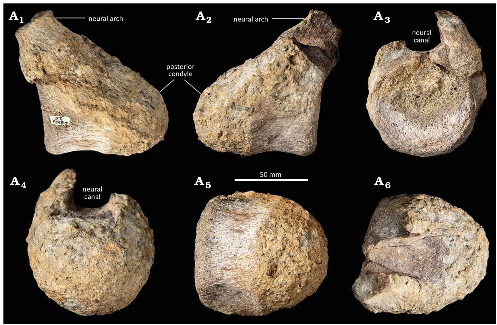  Eutitanosauria indet. (BAS D.8621.25) from the Upper Cretaceous (lower Campanian) Beta Member (≈ upper Lachman Crags Member) of the Santa Marta Formation of James Ross Island, Antarctica.