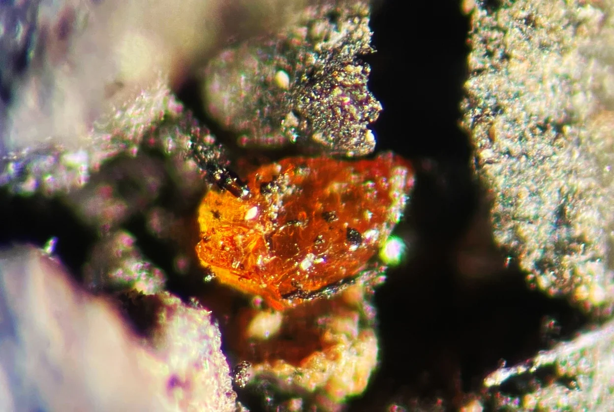 This piece of amber, which is only as big as a grain of sand, was retrieved from sea-floor sediments off the coast of Antarctica.