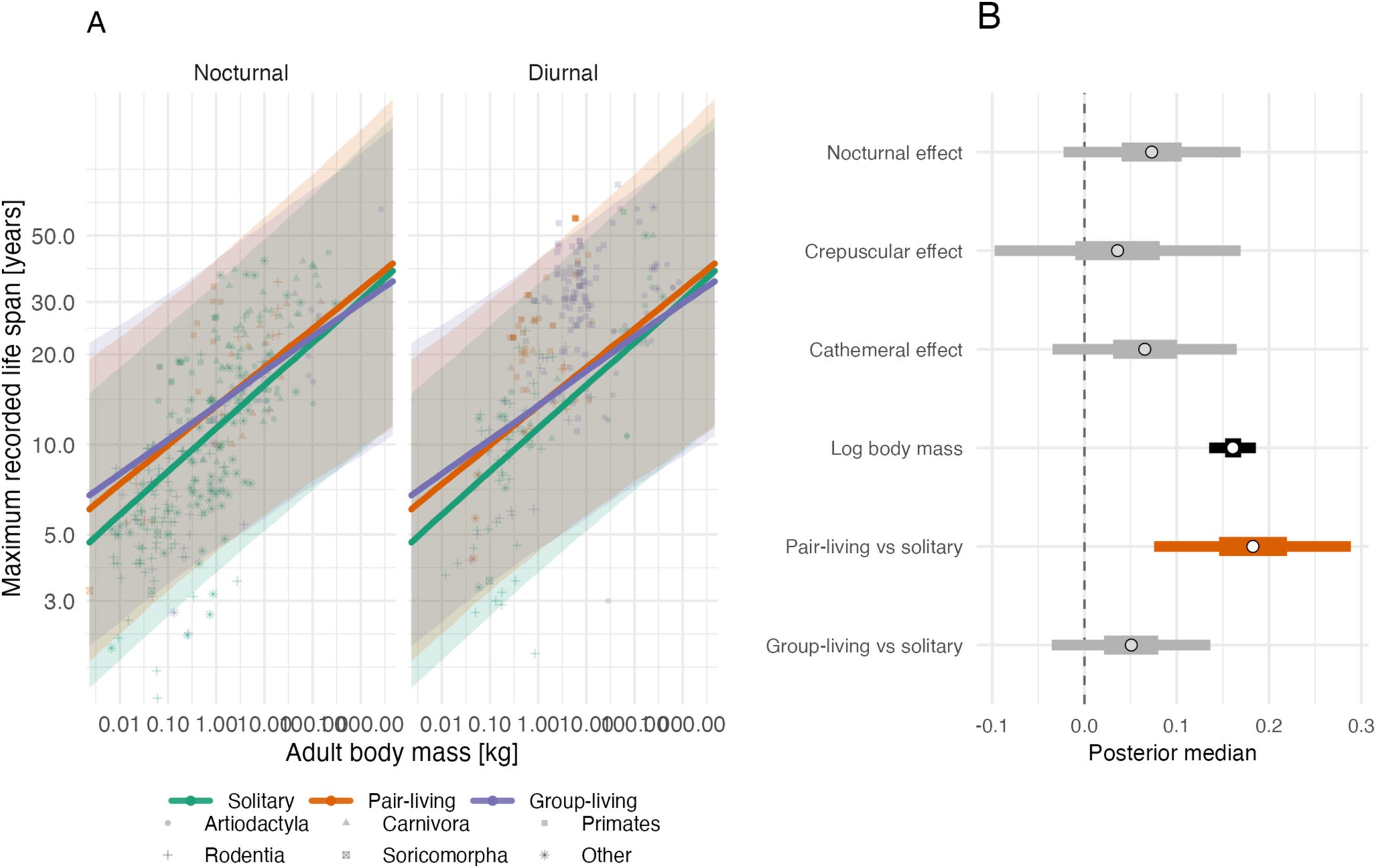 Interaction model relating log maximum lifespan to log body mass, social organisation, activity period, and the social organisation-by-activity interaction for the nocturnal/diurnal subset.