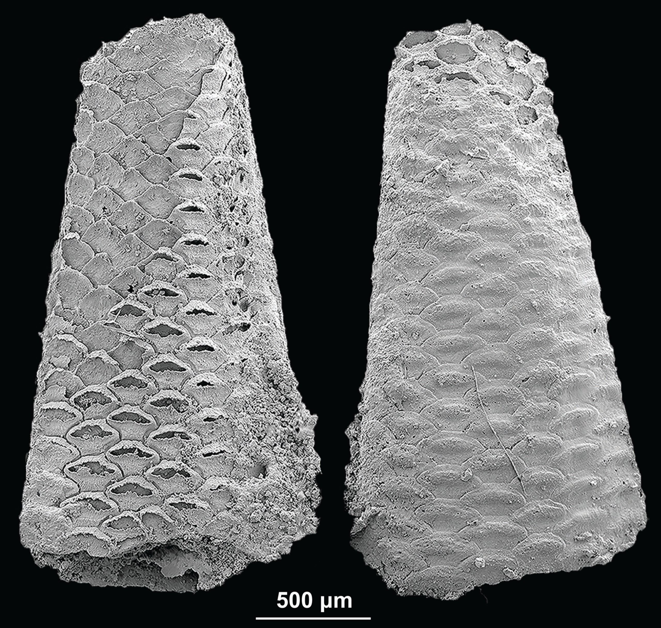 The early Cambrian bryozoan Protomelission gatehousei from the Xiannüdong Formation, South China. Image shows a colony with individual capsules, called zooids, that held separate individuals of the colony. 