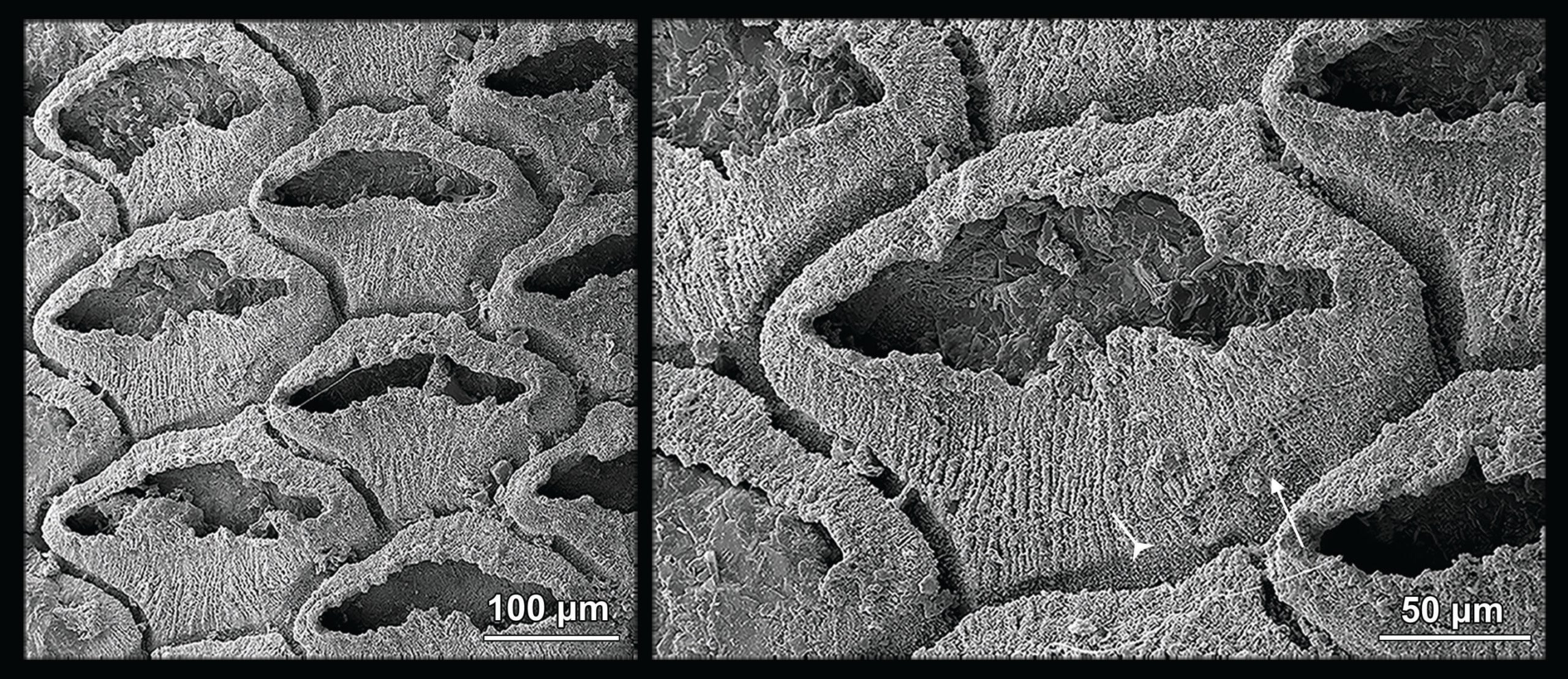 The early Cambrian bryozoan Protomelission gatehousei from the Xiannüdong Formation, South China. Image shows a close up of zooids with phosphatised membranous sacs preserved in the zooid chambers.