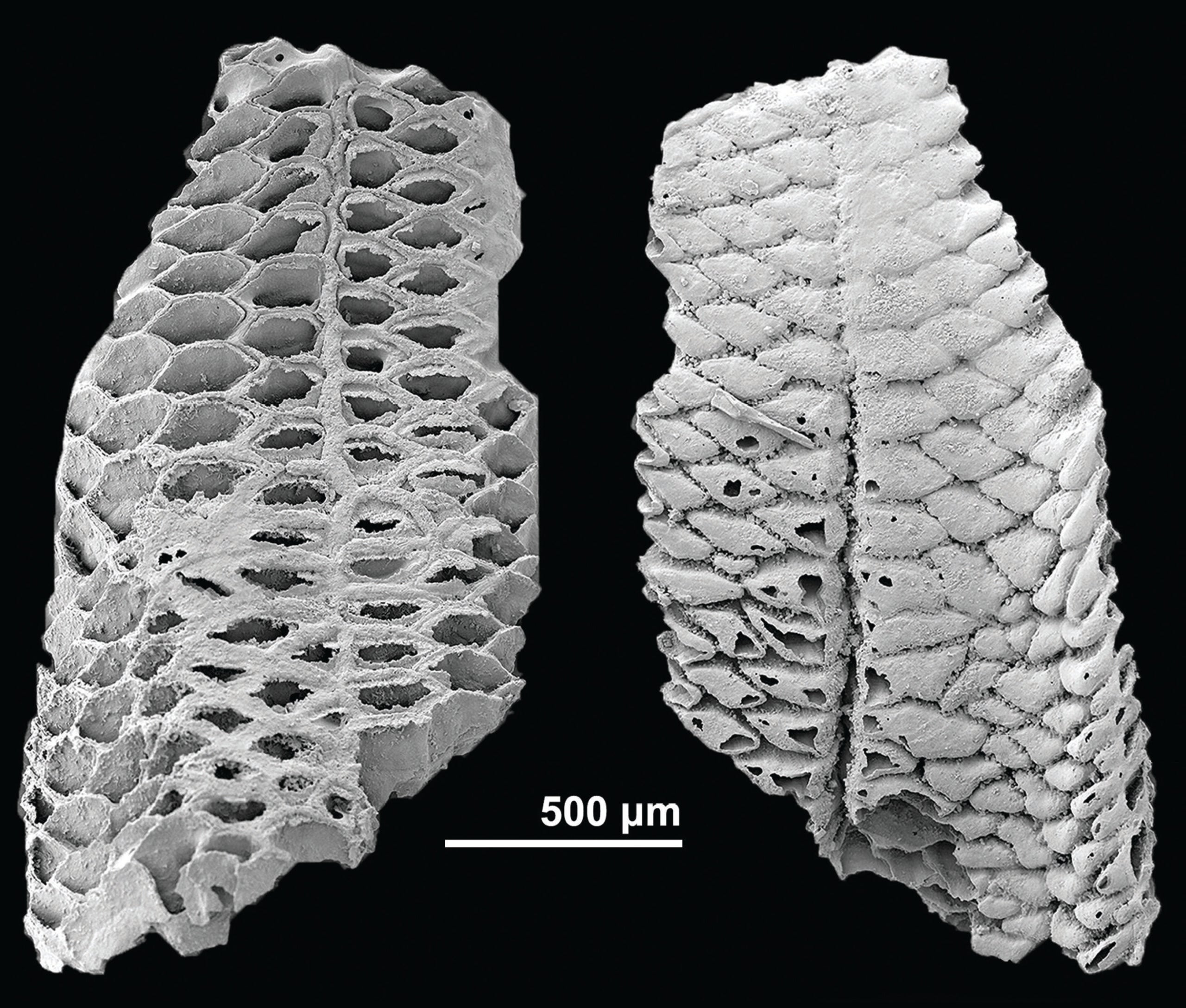 The new early Cambrian bryozoan Dayingomelission hexaclitia from the Xiannüdong Formation, South China. Image shows a colony with exceptional soft-tissue preservation, including phosphatised membranous sacs.