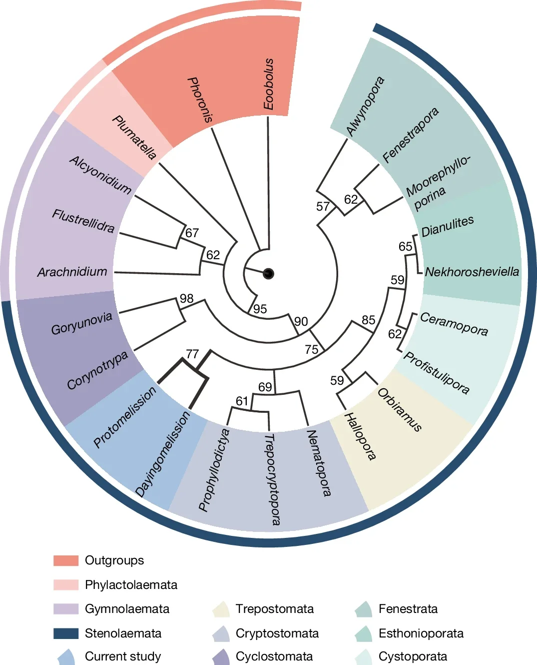 Phylogenetic relationships of bryozoans.