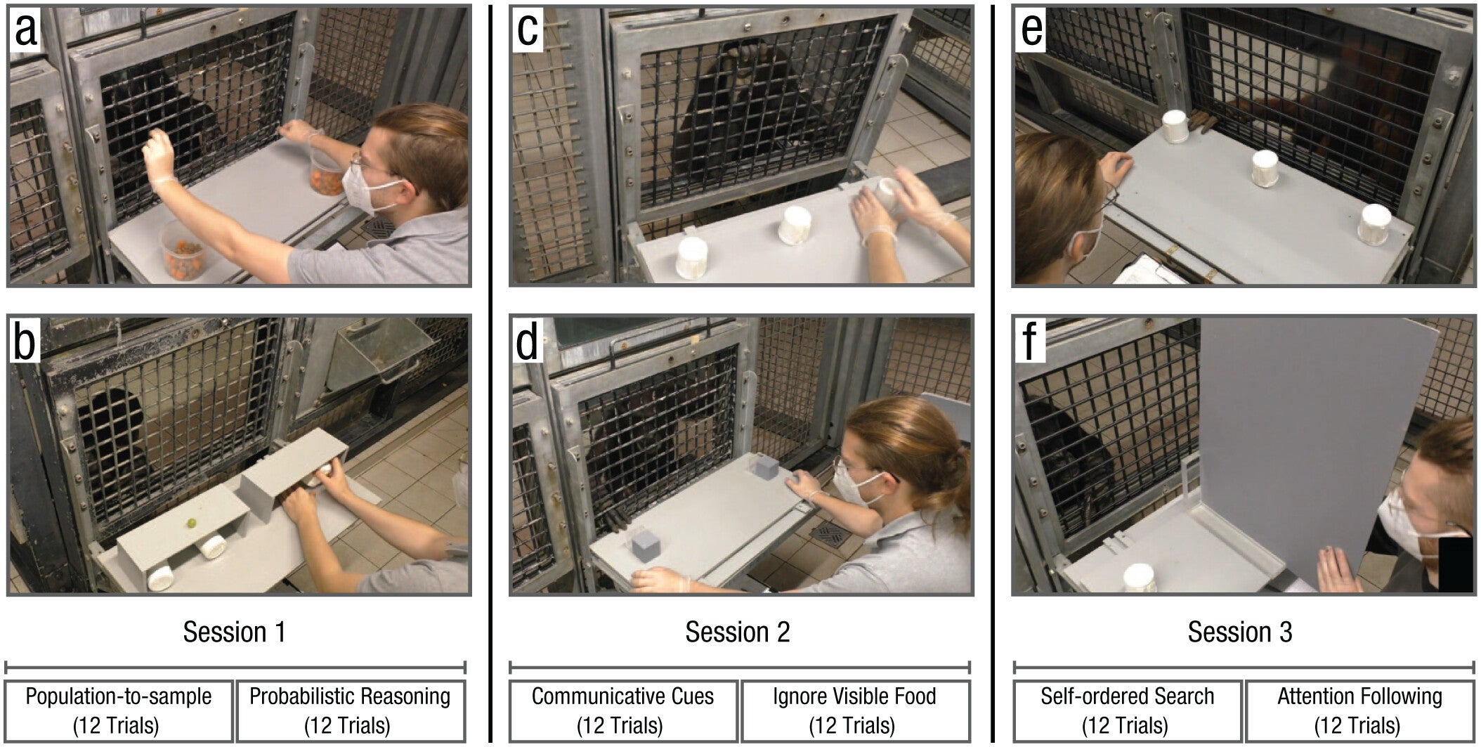 Setup used for the six tasks. (a) population-to-sample, (b) probabilistic-reasoning, (c) communicative-cues, (d) ignore-visible-food, (e) self-ordered-search and (f) attention-following. Text at the bottom shows order of task presentation and trial numbers.
