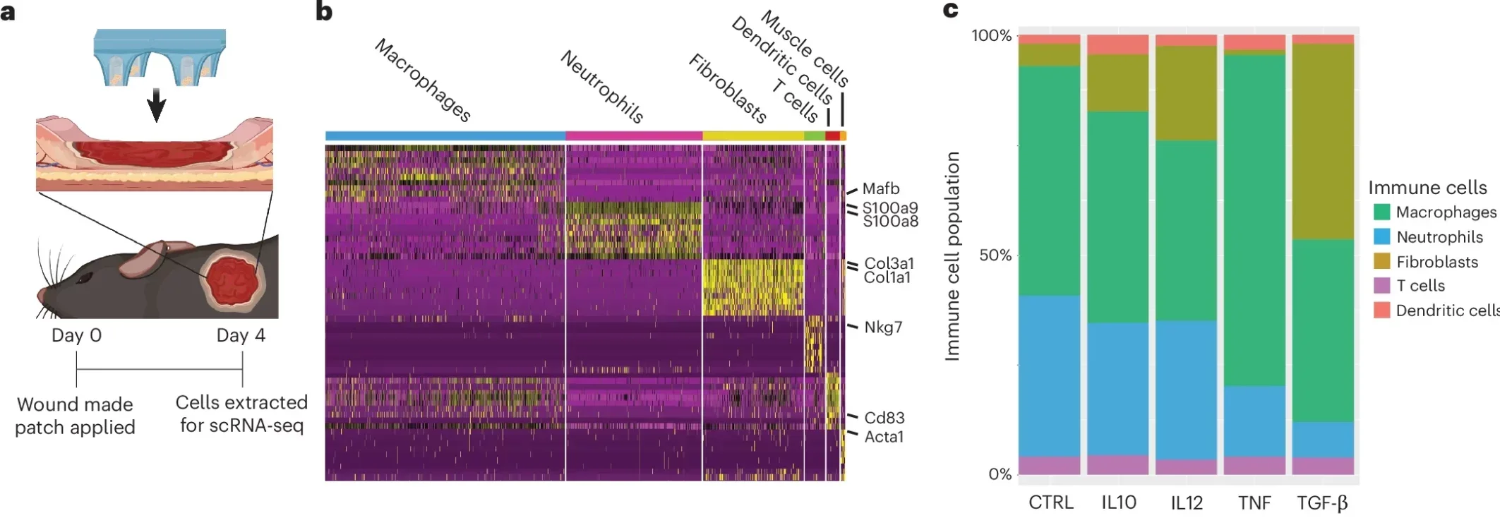 IL10, IL12 and TGF-β delivered from the patch affects immune cell composition in the wound bed and upregulates transcripts important for wound healing.