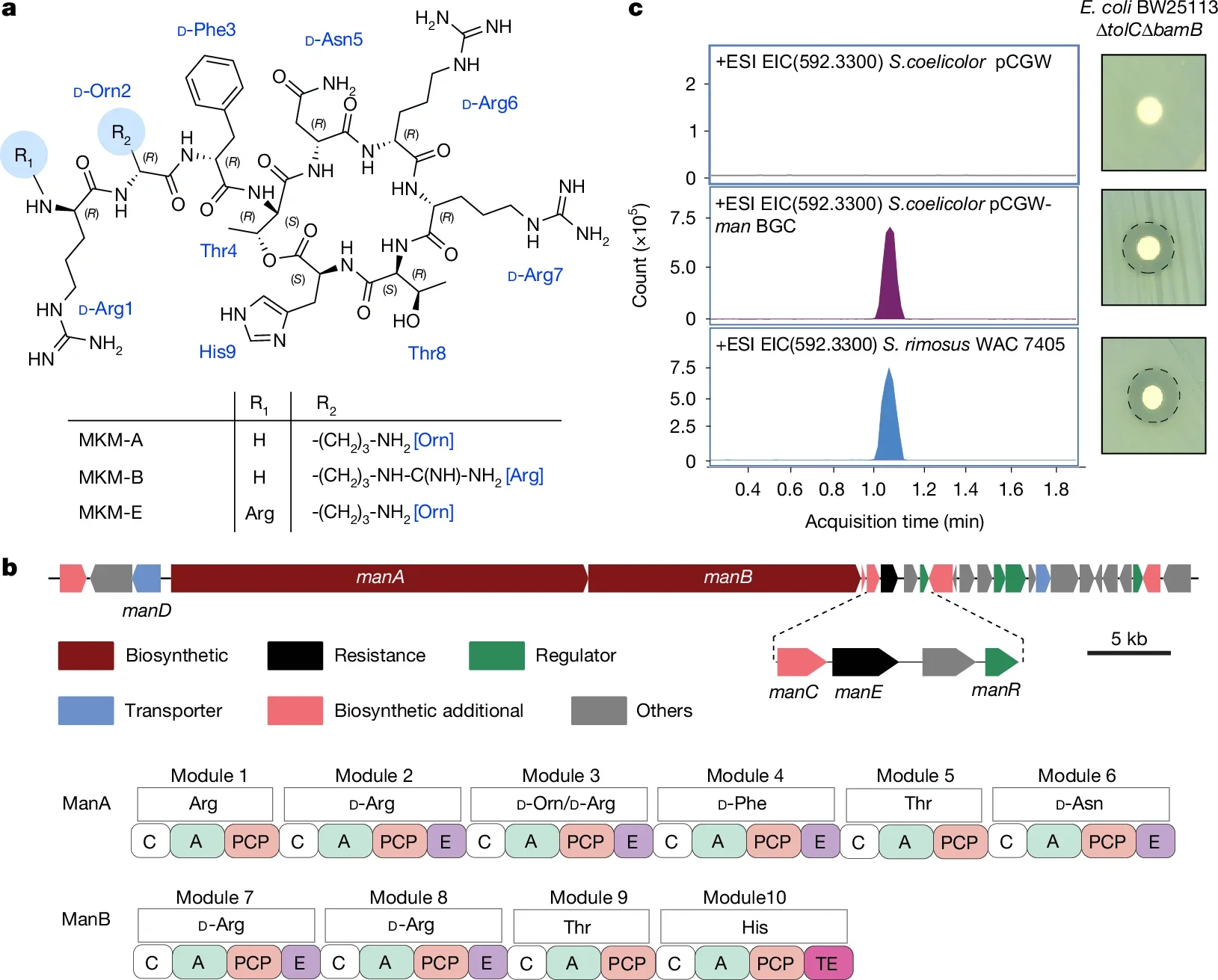 Identification of the cyclic depsipeptide MKM produced by S. rimosus.