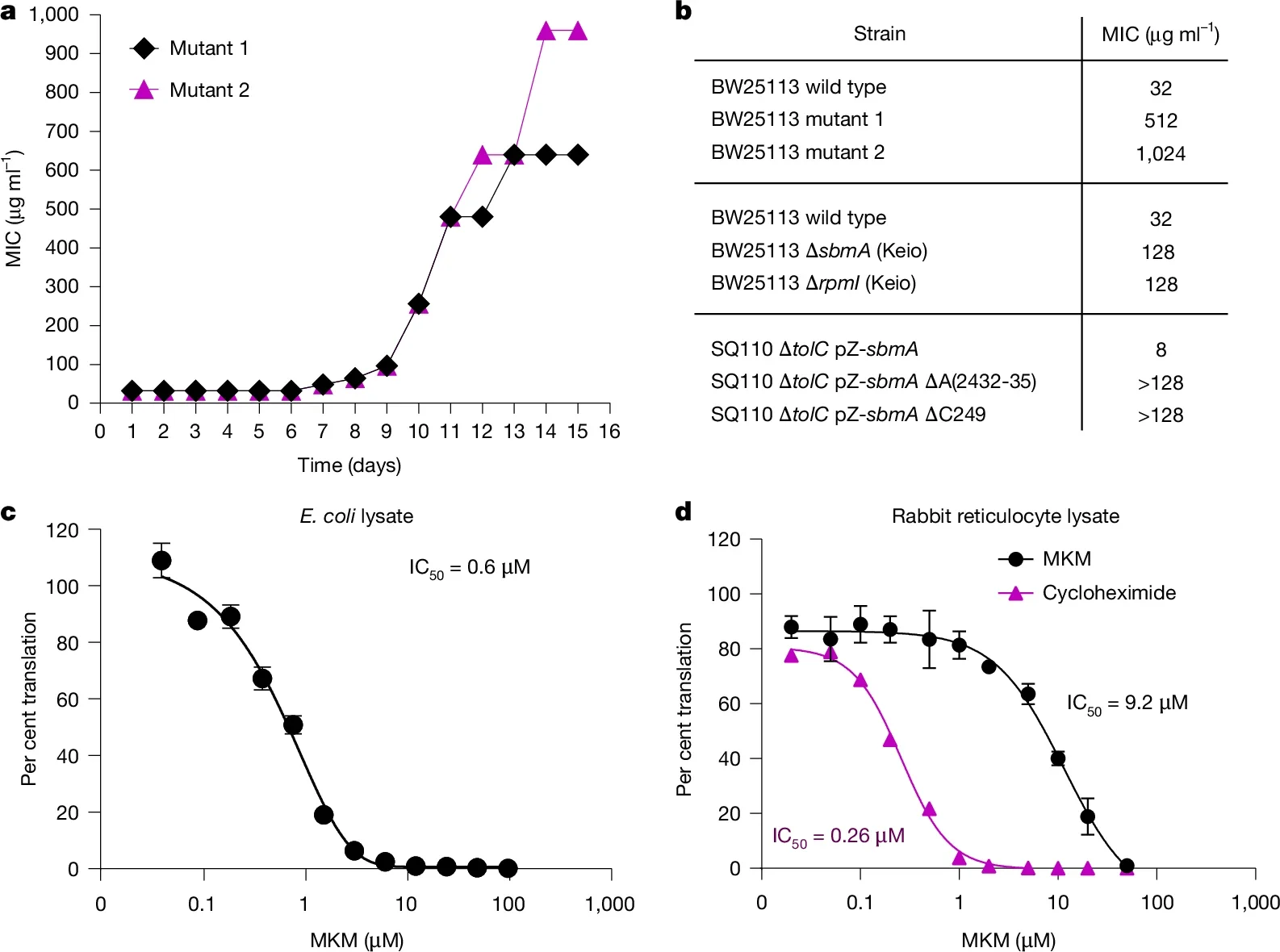 MKM targets bacterial protein synthesis.