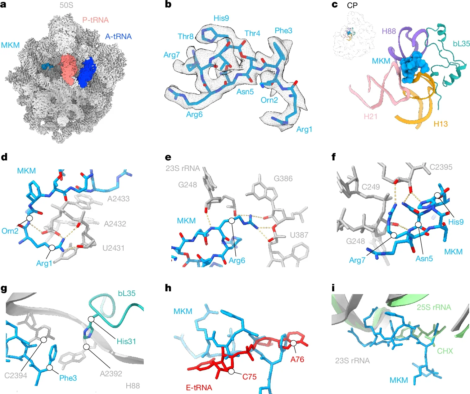 MKM binds within the E-site of the E. coli 50S subunit.