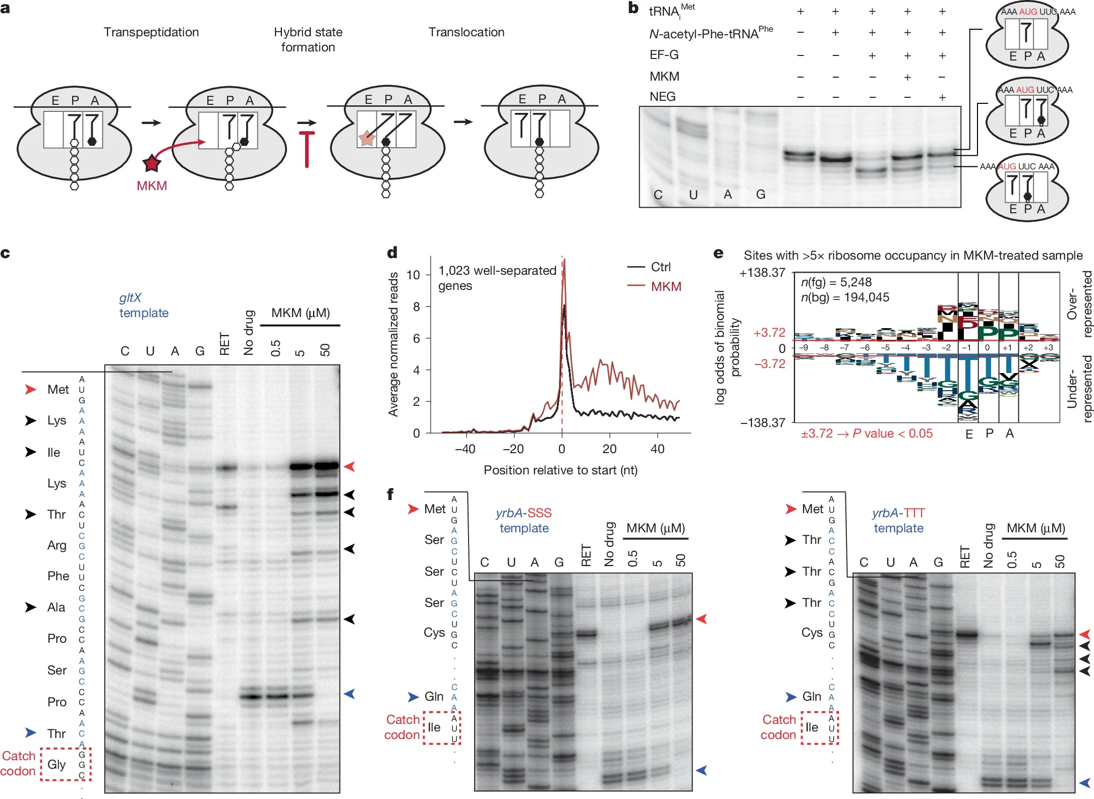 Mechanism of translation inhibition by MKM.