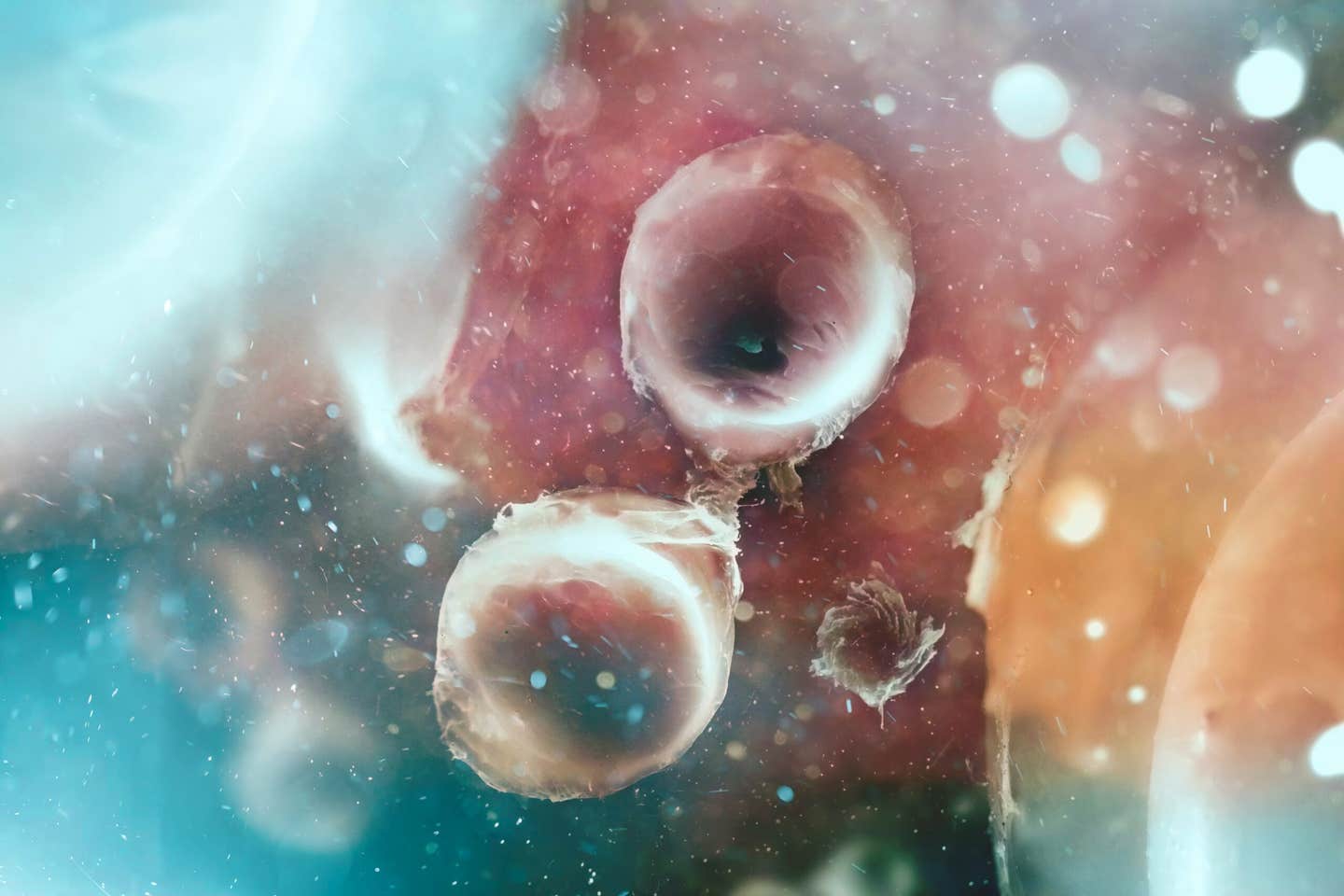 Researchers at Memorial Sloan Kettering Cancer Center have identified SP5 and SP8 as master genetic switches that trigger primary cilia formation, solving a major mystery in developmental biology and opening new avenues for studying ciliopathies.