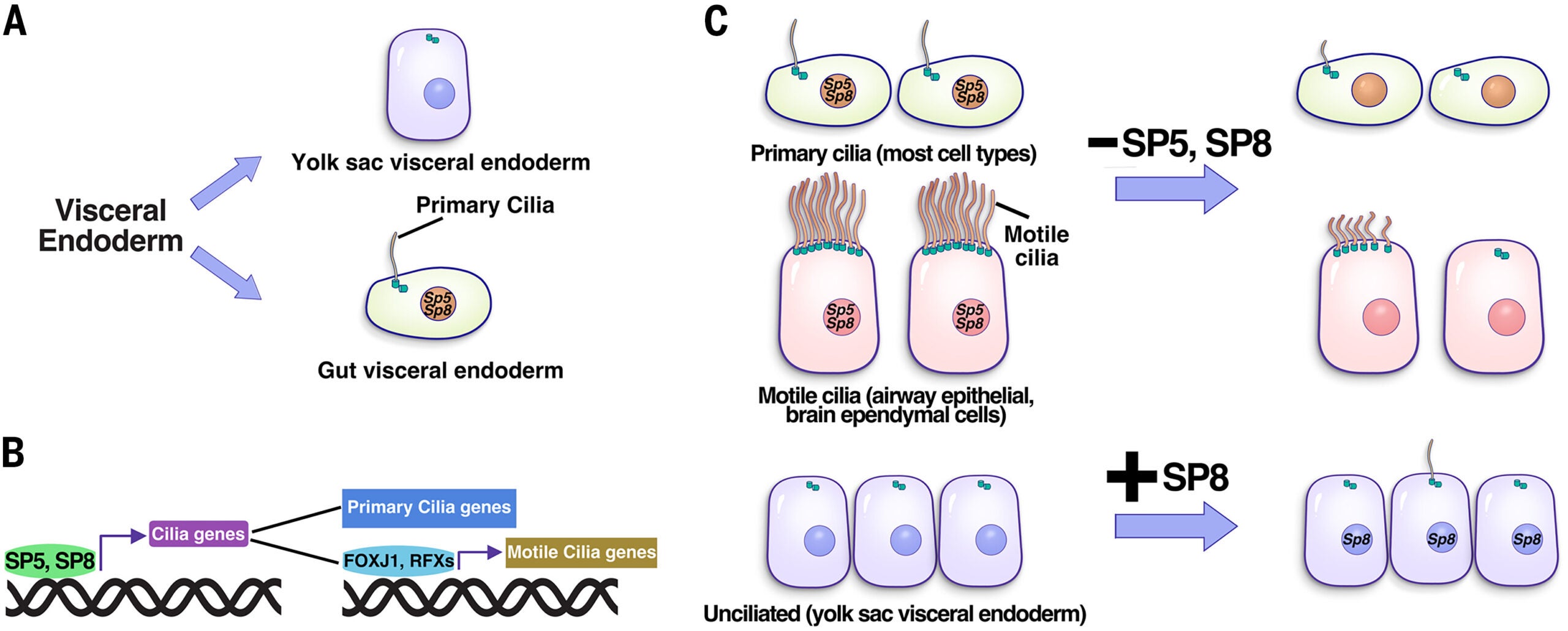 SP5 and SP8 are necessary and sufficient to drive primary cilia formation.