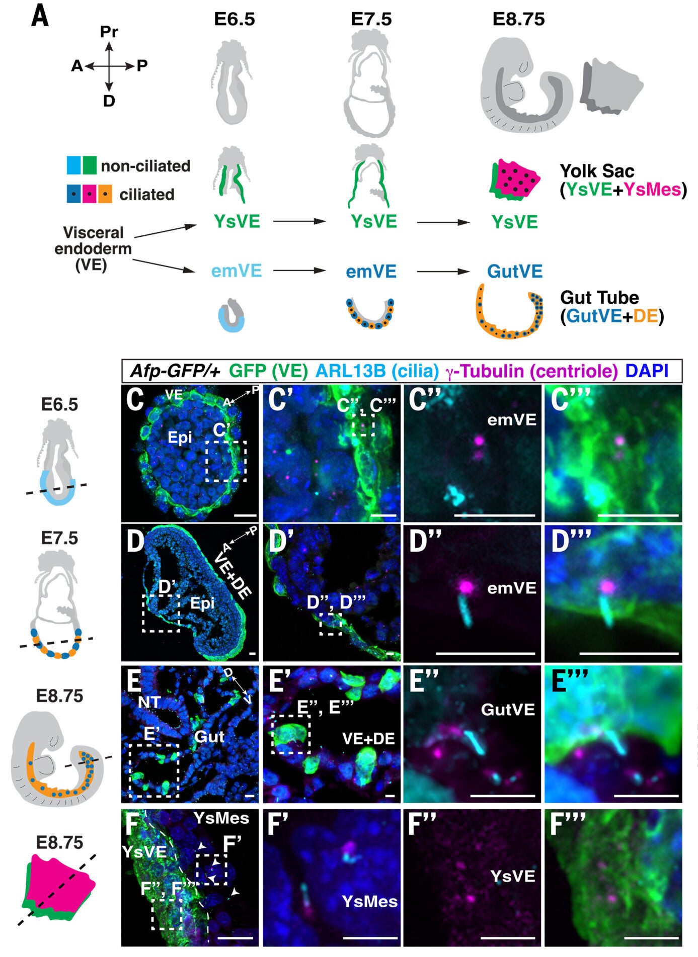 VE-derived emVE cells form cilia during intercalation with DE to form the gut.
