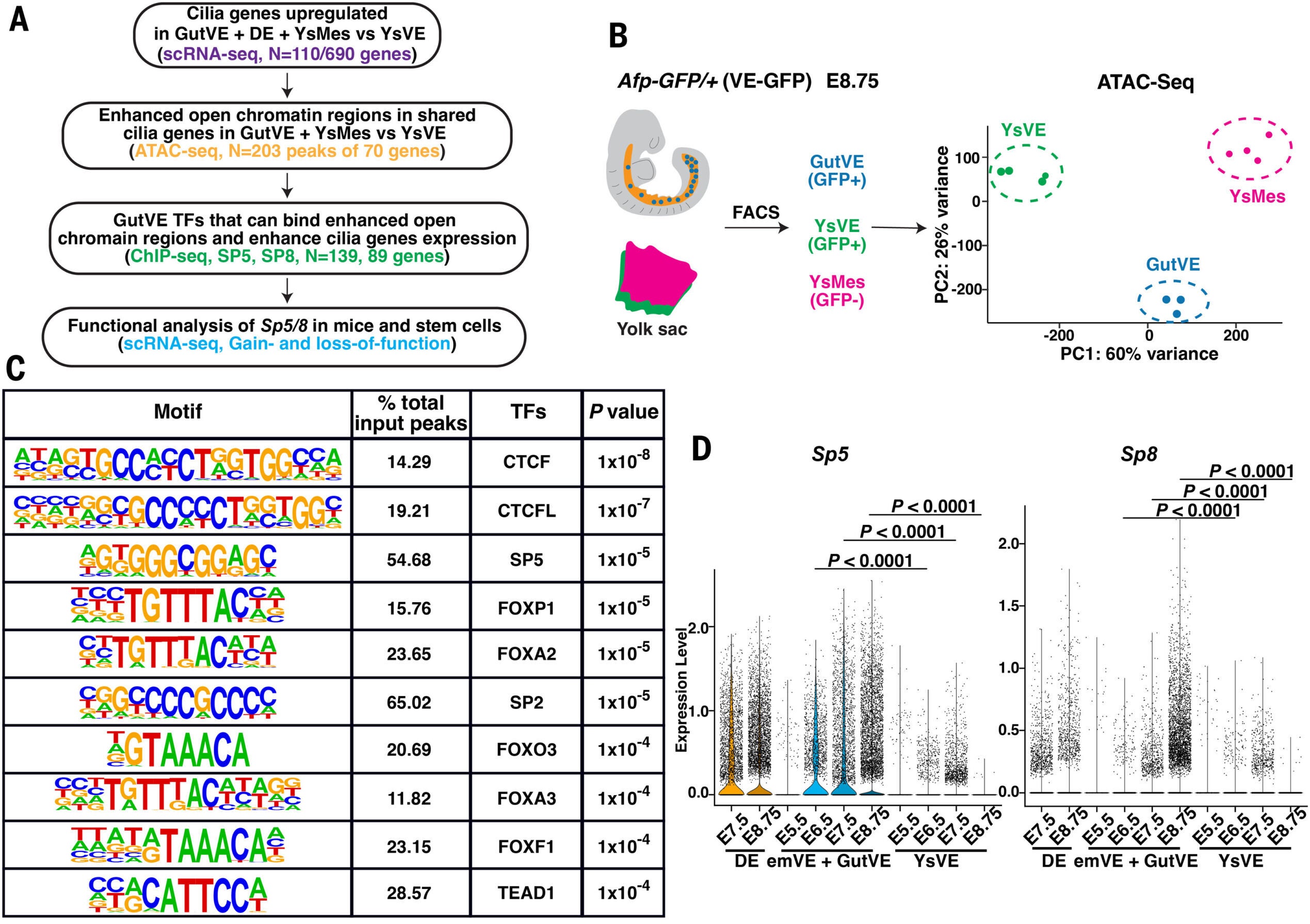Chromatin accessibility analysis of shared cilia genes in GutVE and YsM compared with those in YsVE identifies SP/KLF TF families.
